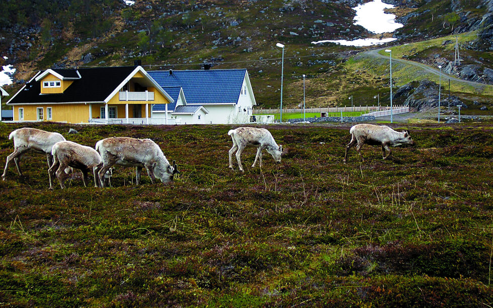 Rein på beite i Rypefjord.
 Foto: Privat