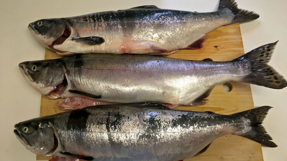 Noe av fangsten som er tatt ute i Porsangerfjorden og som uroer fiskeren i Porsanger.
 Foto: Privat
