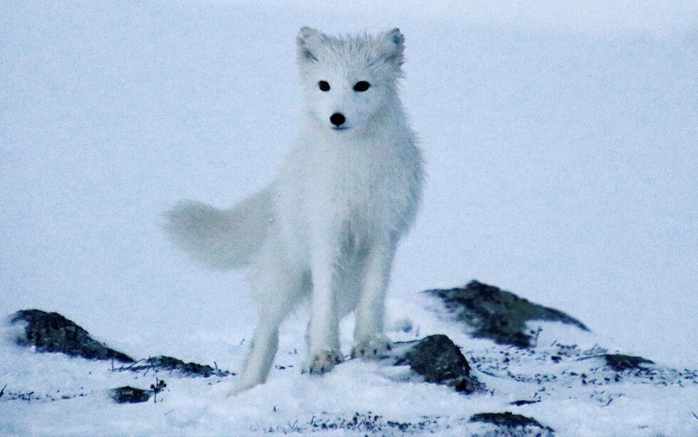 Den tiltalte mannen forklarte at han trodde det var en albino rødrev han hadde i fangstbåsen da han skjøt reven.
ILLUSTRASJONSFOTO: JAN ERIK KNUTSEN