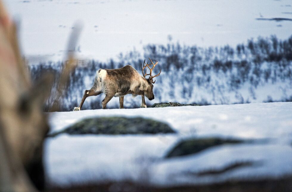 Hun er på vei nordover, til sitt andre hjem. Der skal hun nyte sommeren, før hun på ny vender tilbake til vinterbeitet sitt.
 Foto: June Helén Bjørnback