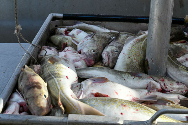 Utførselskvota for turistfiskere er 18 kilo