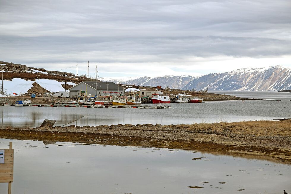 Bugøynesfirmaet Norway King Crab har etablert seg med et lite mottak av krabber i Torhop i Tana kommune
 Foto: Arkiv