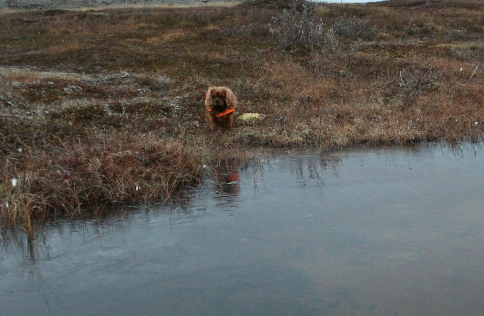 Er isen trygg? Før rimet la seg over alt, men isen var trygg og lå som et speil over vannet.
 Foto: Randi Irene Losoa