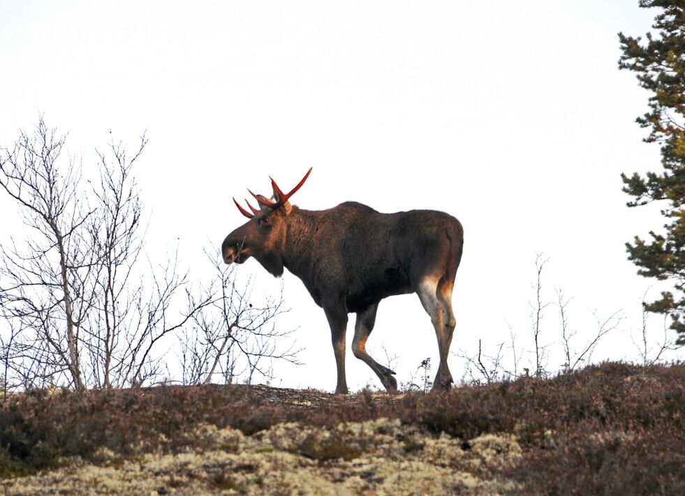 Så lenge denne elgen holder seg i områder, som her vel AVL og Verigas, er den trygg. Det er nemlig ikke lov å jakte på Kirkeneshalvøya.
 Foto: Hallgeir Henriksen