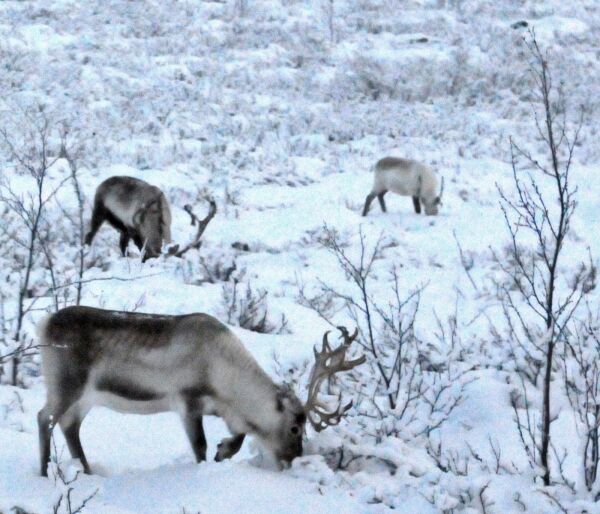 Anmeldte fylkesmannen i Finnmark