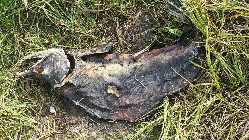 På land spres lukta av råtten fisk seg effektivt, og nå håper Arvola at neste storflo rensker opp helt til hotellet.
Foto: Inge Arvola