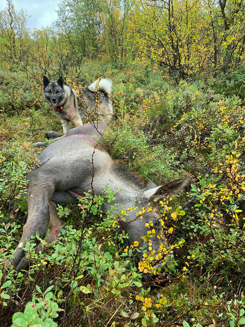 Færre gikk på jakt i fjor viser tall fra SSB. Her et bilde av en elg som ble lagt ned av Jon Egil Olli i Karasjok.
 Foto: Jon Egil Olli