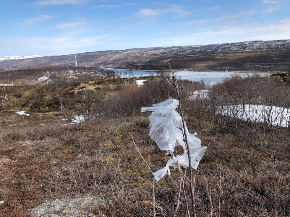 Like ved Gassanjárga avfallsplass klamrer plasten seg fast i naturens vekster.
 Foto: Birgitte Wisur Olsen