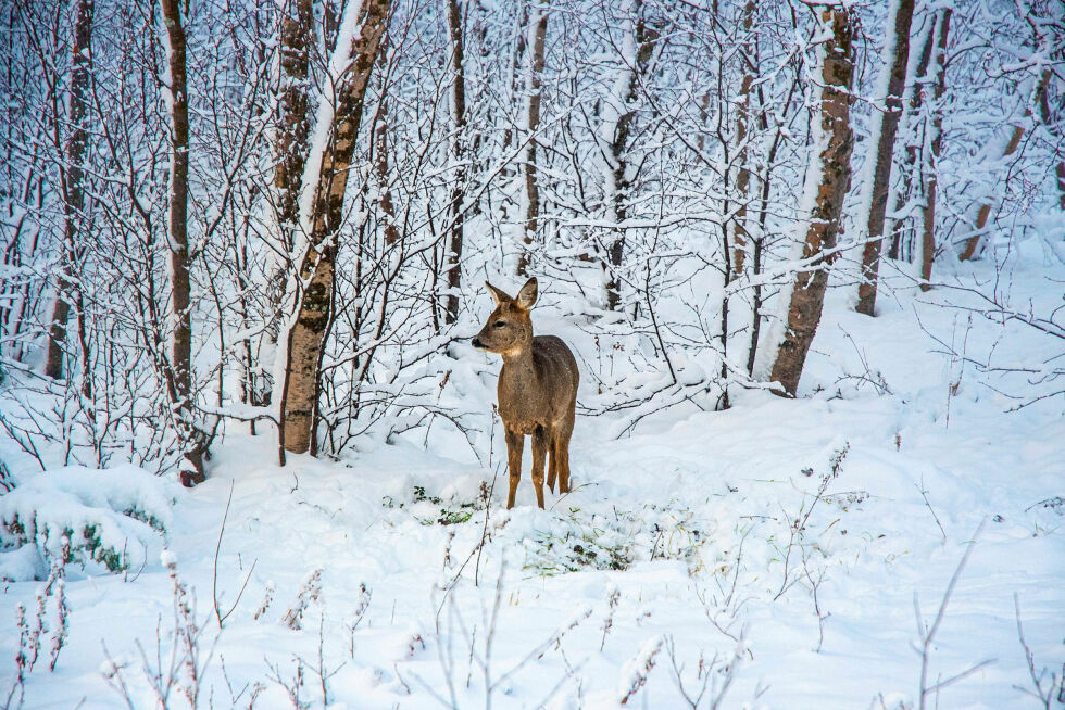 Det blir flere og flere rådyr synlige nær sentrum i Lakselv, spesielt om vinteren. Nå kan det bli jakt.
 Foto: Karolina Ulfig