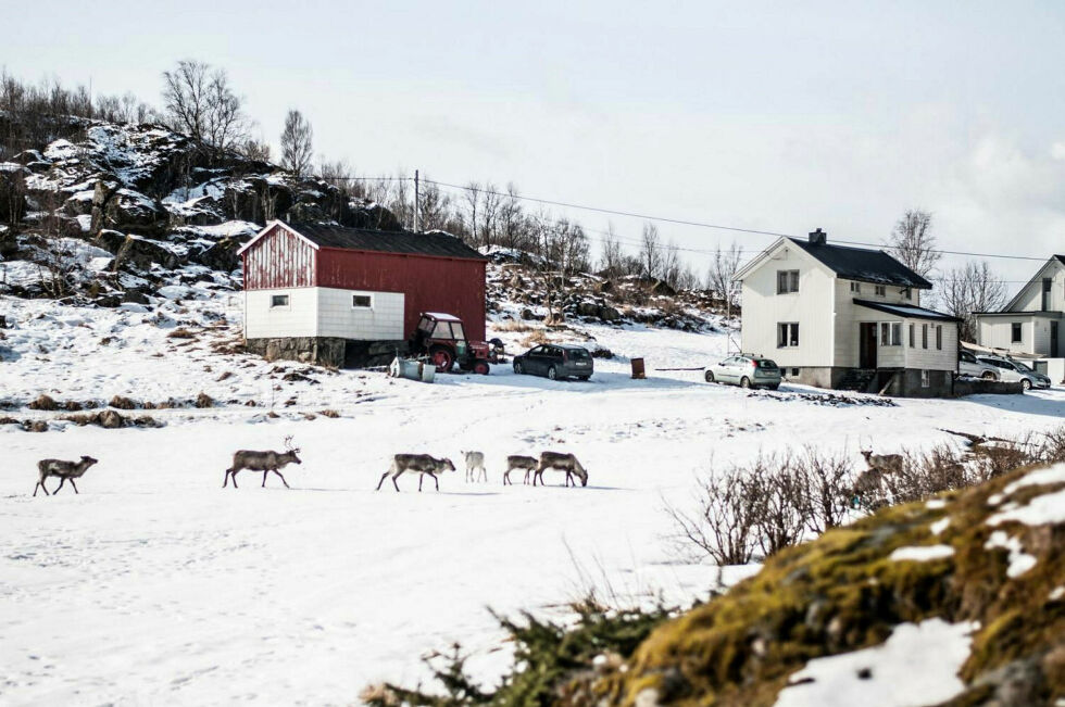 Et i utgangspunktet flott syn. Men reinen er et helt nytt syn i området. Og områdene det er snakk om er smale og trange. Dette er ikke upåvirket viddelandskap, skriver forfatteren av innlegget.
 Foto: Privat