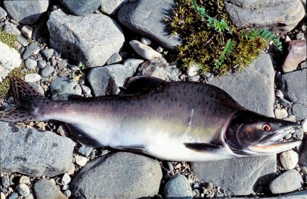 I fjor ble over 100.000 pukkellaks fanget i norske elver. I 2023 ventes ny stor invasjon. Foto: Eva Thorstad/Norsk institutt for naturforskning (NINA)
