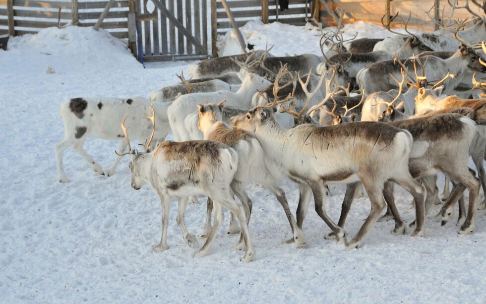 Det omstridte reingjerdet i Nesseby er fortsatt under utredning, og et vedtak om riving er utsatt.
ILL. FOTO: HANNE KLEMETSEN
