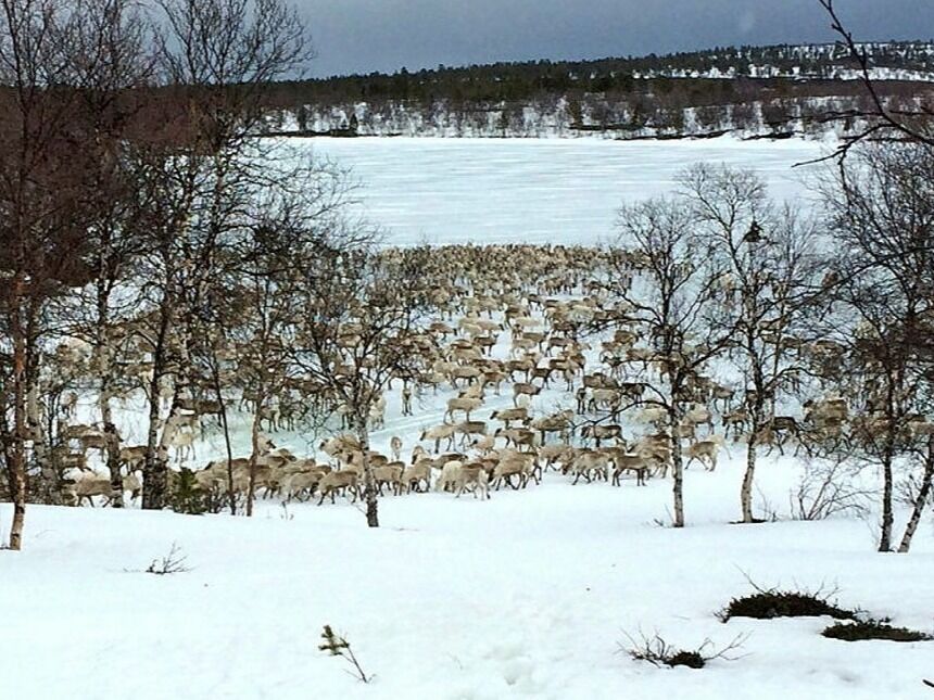Flyttsamelista i Ávjovárre krever at det skal velges reineiere til alle verneområde- og nasjonalparkstyrer i Sápmi. Bildet er fra reinflytting i Dilljávre i Stabbursdalen landskapsvernområde i april 2014.
 Foto: Geir Wulff