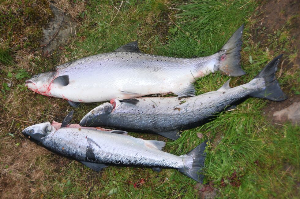 Det er mer miljøgifter i villaks enn i oppdrettslaks. Utviklingen av fiskefôr er forklaringen, ifølge forskning ved Nasjonalt institutt for ernærings- og sjømatforskning
 Foto: Arkiv