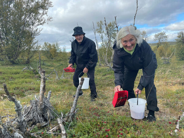 Utfarten til tyttebæra har startet