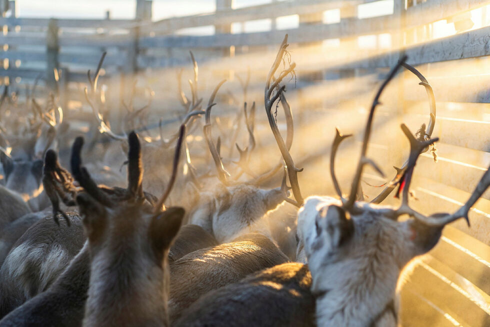 Reineierne benytter dagslyset til å samle flokken og drive den til gjerdet. Illustrasjonsbilde.
 Foto: Therese Norman Andersen