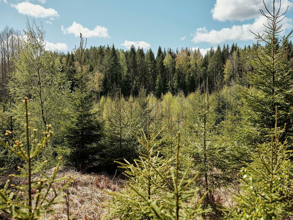 Etter flatehogst plantes det nye trær.
 Foto: Tenk Tre