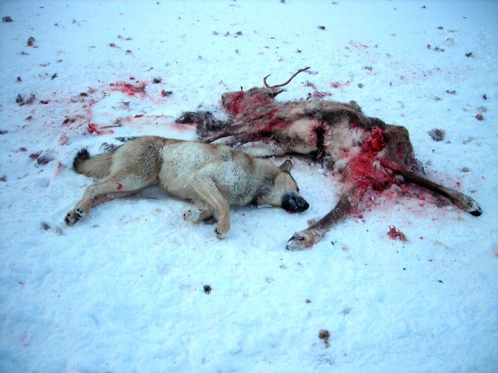 Her ser vi en av de ulveliknende russiske løshundene, som reineierne har skutt etter at de har drept rein.
 Foto: Privat