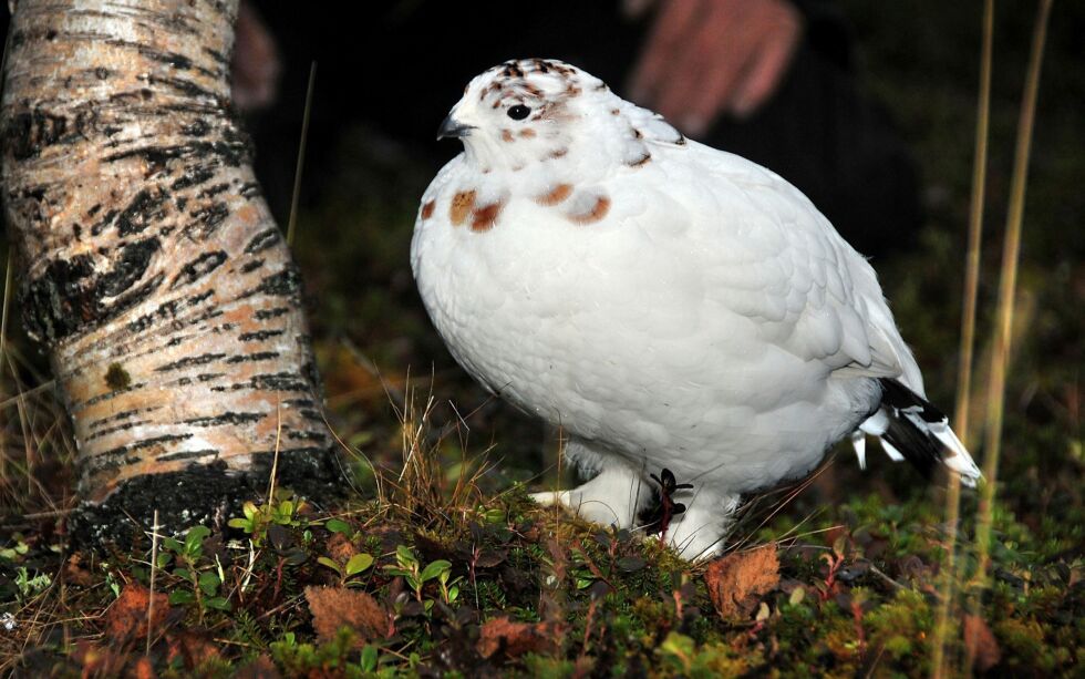 Fra 12. ja­nu­ar er det igjen mu­lig å skaf­fe seg små­vilt­jakt i enkelte jaktfelt i Finnmark.
ARKIVFOTO: KRISTIN MARIE ERICSSON