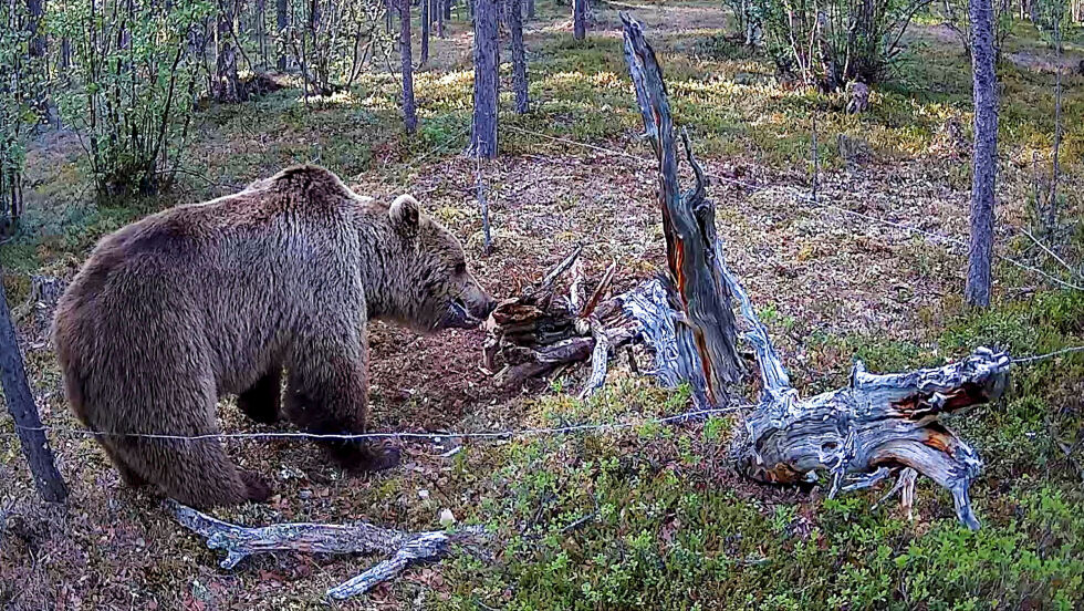 Her fra tidligere hårfelleprosjekt i regi av Nibio.
 Foto: NIBIO/Jan Helmer Olsen