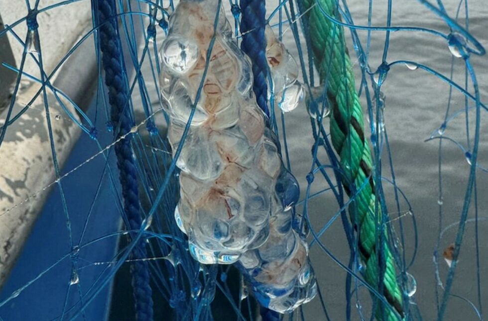 Den fryktede perlesnormaneten ble nylig tatt opp på garn i Varangerfjorden.
 Foto: Privat