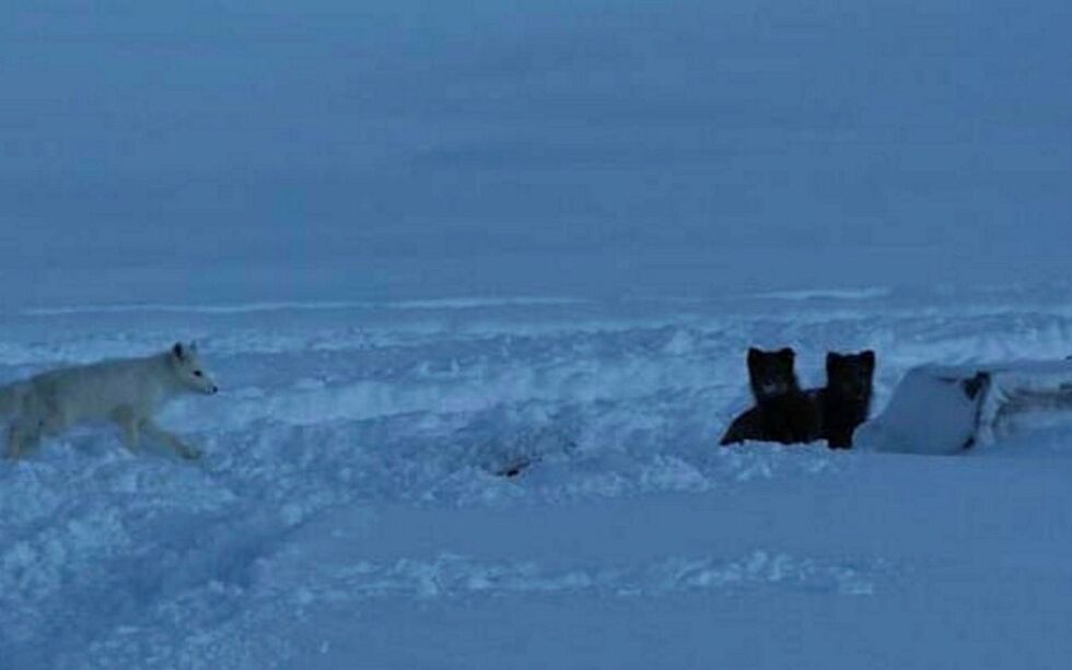 Forskere frykter at smitte av pelslus på fjellrev på Svalbard kan spre seg til andre arktiske områder.
ILL. FOTO: GEIR ØSTERENG