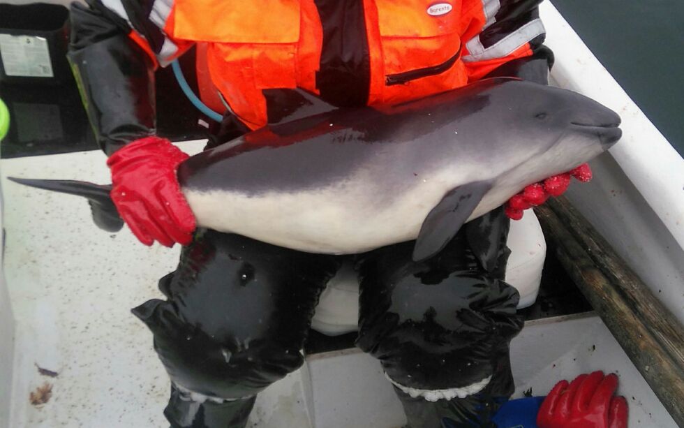 Denne niseungen hadde satte seg fast i et fiskegarn og druknet. Moren satt også fast i samme garn.
 Foto: privat