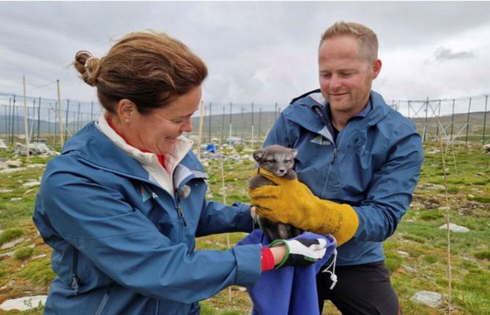Veterinær Marianne Waldum Furnes og seniorforsker Craig Jackson er klare for å vaksinere fjellrevene i avlsstasjonen på Sæterfjellet. Vaksinen beskytter mot flere alvorlige sykdommer.
 Foto: Kristine Ulvund, NINA