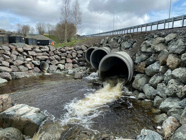 Veistopp for sjøørreten