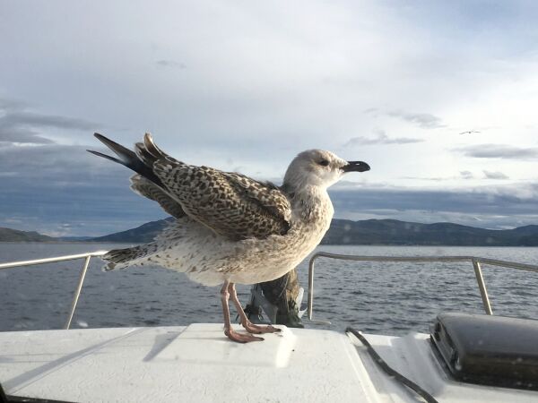 Fisketur med skårungen