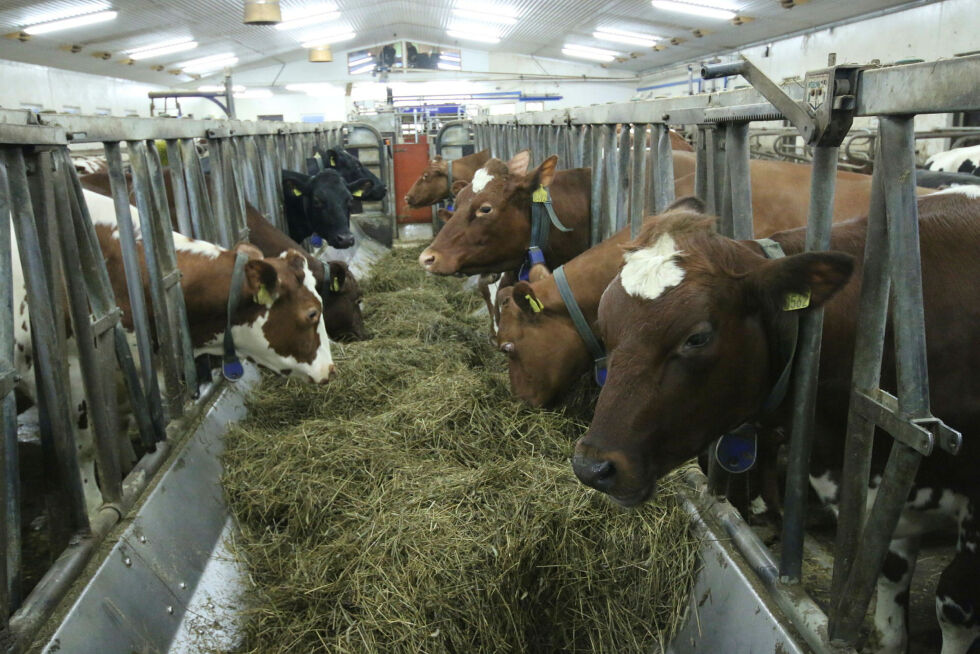 Fávlemohkki DA i Tana er en stor produsent av melk her i nord.
 Foto: Sametinget