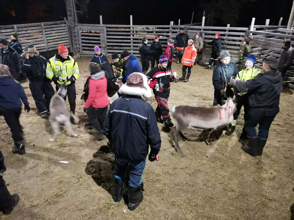 Samarbeid. Familie og venner hjelper til i «kjerna» eller skillegjerdet. Det vil de fortsette med, for på fjellet er alle avhengige av at folk hjelper til.
 Foto: Yngve Beddari