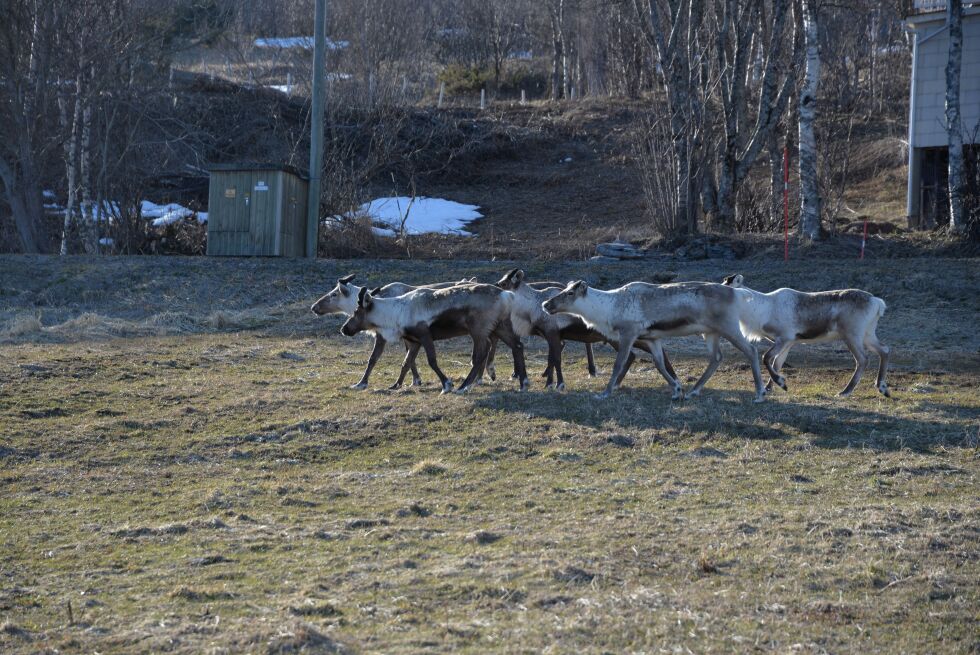 Illustrasjonsfoto: Steinar Solaas