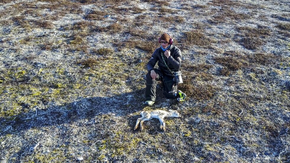 Reineieren er kommet frem til den drepte kalven.
 Foto: Dronepiloten