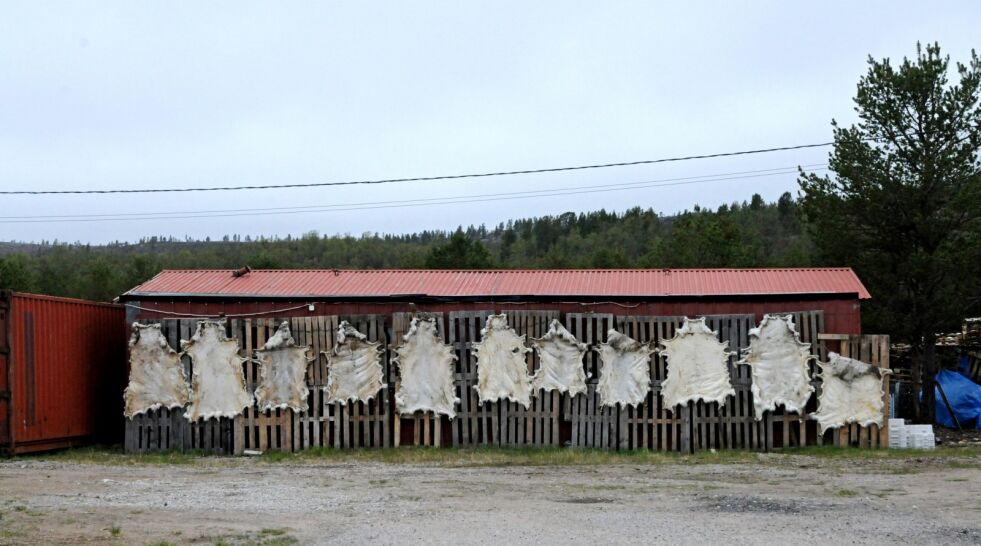 Disse reinskinnene skal til vinteren varme rumpene på vinterturister med utgangspunkt i Näätämö, der en reiselivsbedrift har fått mange kunder.
 Foto: Hallgeir Henriksen
