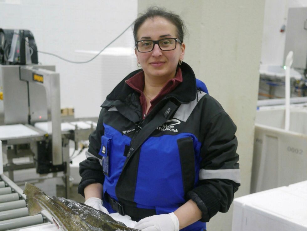 Ele­na Bejenarli ved Myre Fiske­mot­tak av­del­ing Honn­ings­våg, sjek­ker at alt er som det skal være; før den fers­ke fisk­en leg­ges i iso­por­kas­ser klar til å sen­des til det eu­ro­pe­is­ke mar­ke­det. Foto: Geir Jo­han­sen