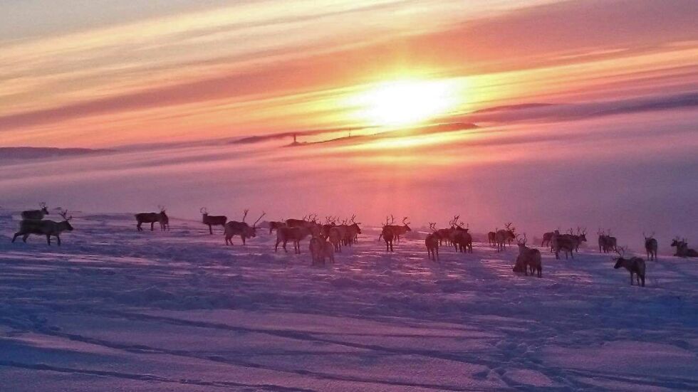 Det var sårende vakkert innover mot russegrensa ved Gáranasjeaggek/Korpmyrene da reingjeter Bjørge Pedersen tok dette bildet av det siste solgløttet på to måneder.
 Foto: Bjørge Pedersen