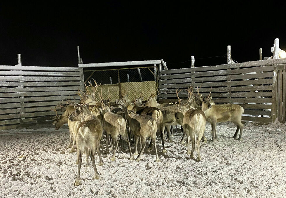 Tvangstellingen fikk nedsatt «pris» etter klage fra reineierne i Lágesduottar reinbeitedistrikt. (Illustrasjonsfoto)
 Foto: Hallgeir Henriksen