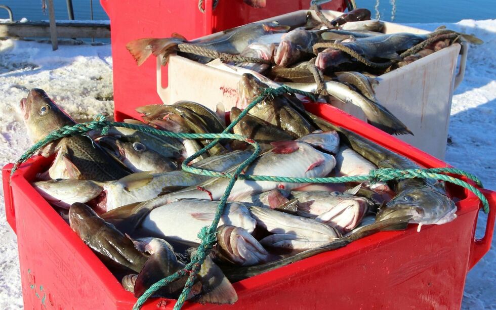 Dispensasjonsordningen innebærer at det er anledning å gå til en gjes­te­havn rett i nær­het­en, mens fisk­er ven­ter på sløy­ing av dag­ens fangst.
Foto: Torbjørn Ittelin
