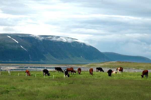 Sápmi landbruket i krise