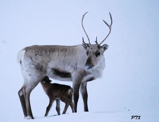 Foto: Per Thomas Oskal