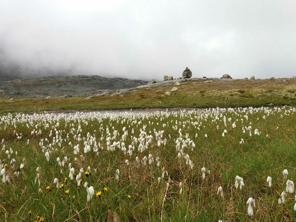 Narvikfjella.Uten natur og økosystemtjenester fins ikke grunnlag for liv.
 Foto: Bjørn Økern