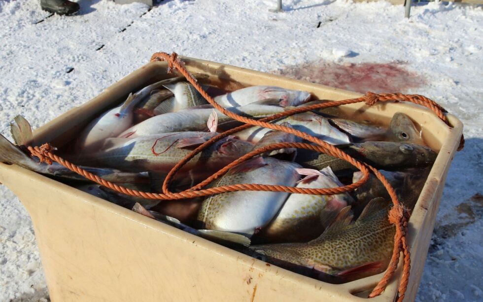 Fiskerne er nå gitt anledning til å overføre noe av årets torskekvote til neste år. 
Foto: Torbjørn Ittelin