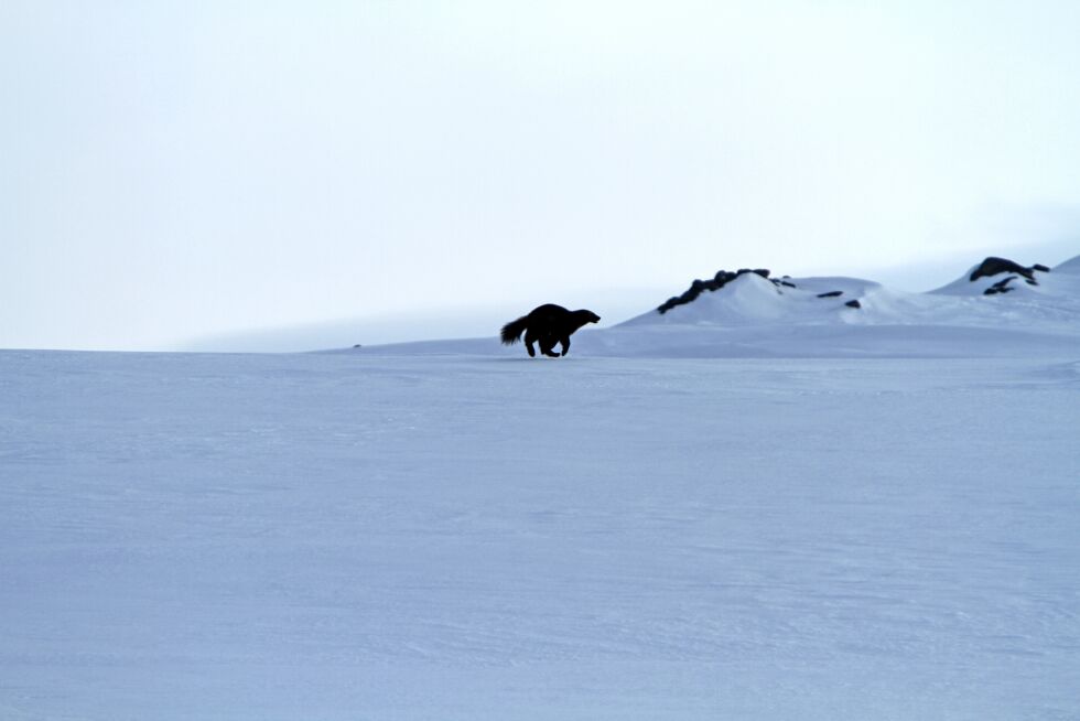 Foto: Petter Kaald, SNO