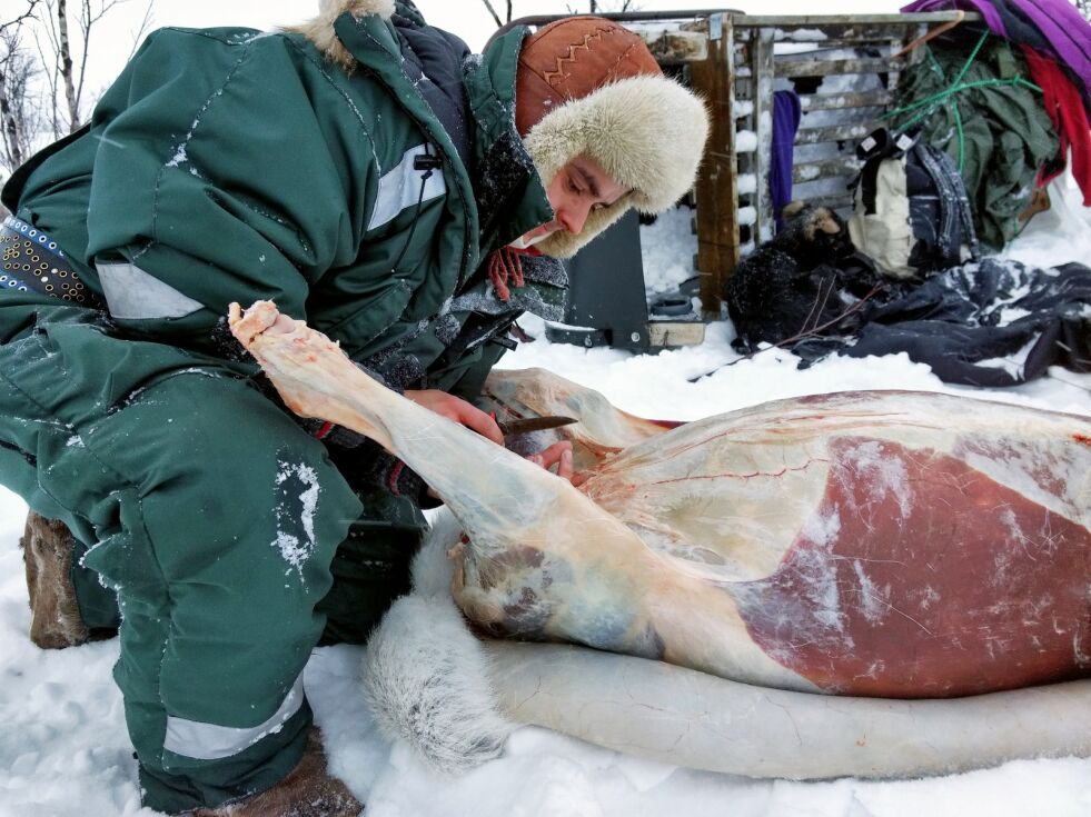 En må ha mye kunnskap når en arbeider med reindrift. I lærlingtiden må Máhtte Áilu finpusse sine ferdigheter og tilegne seg ny kunnskap.
 Foto: Privat