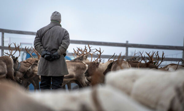 Krever egen temaplan for reindrift