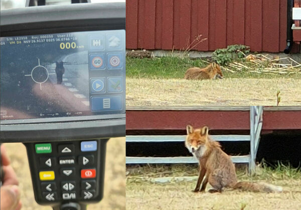 UP fikk besøk av reven