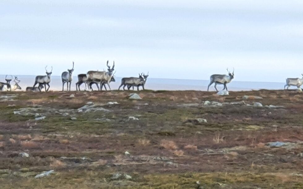 De to tiltalte skal begge ha oppgitt feil antall rein i forbindelse med søknader. Ill.foto: Torbjørn Ittelin