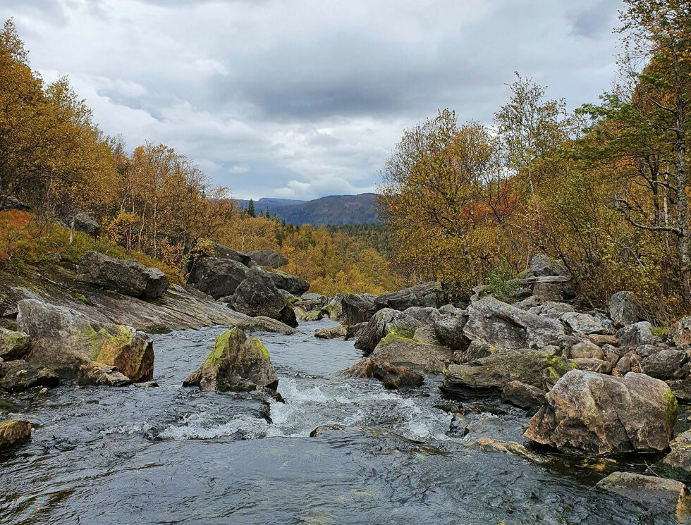 Lar Skrovadalselva leve.
 Foto: Tord Solvang/NVE