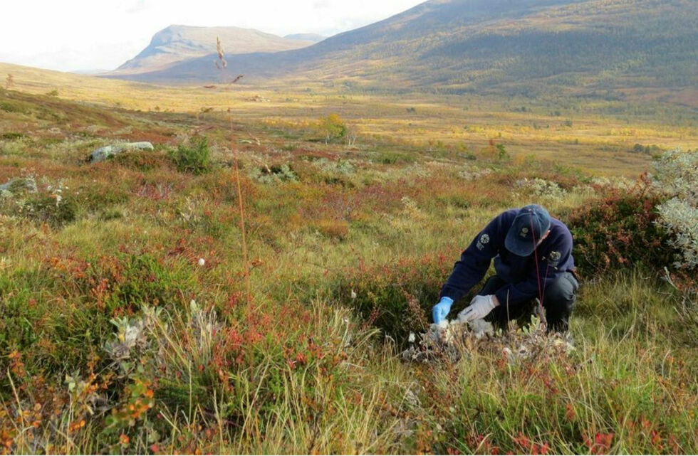 To SNO-kontorer i hvert av de tre nordligste fylkene vil få økt bemanning.
 Foto: Statens naturoppsyn